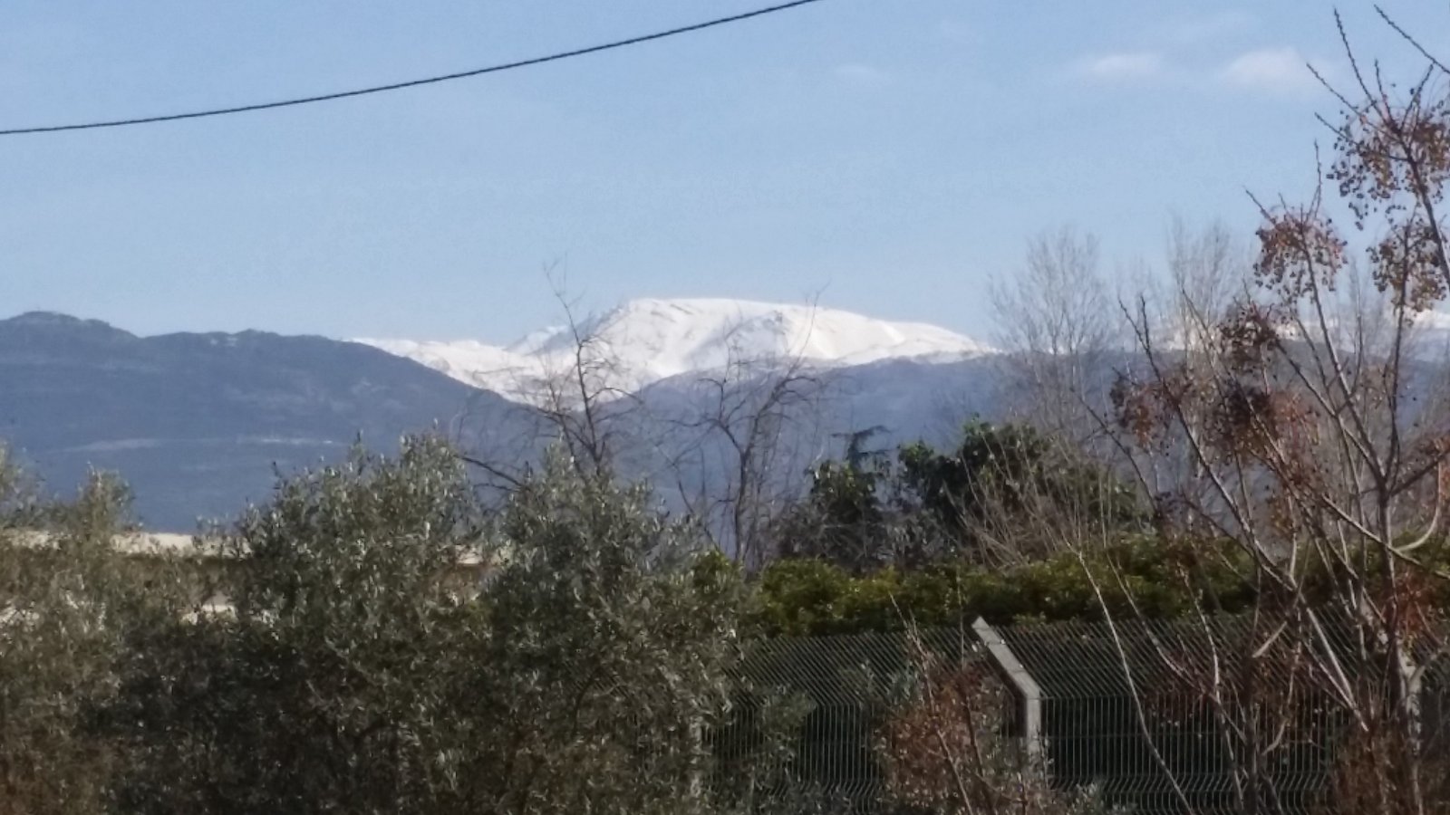 Snow-capped Mount Hermon under a clear sky, seen beyond olive trees